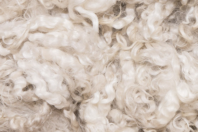 Merino Wool 1