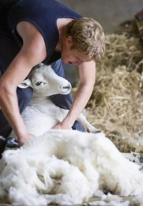 Merino Wool 15