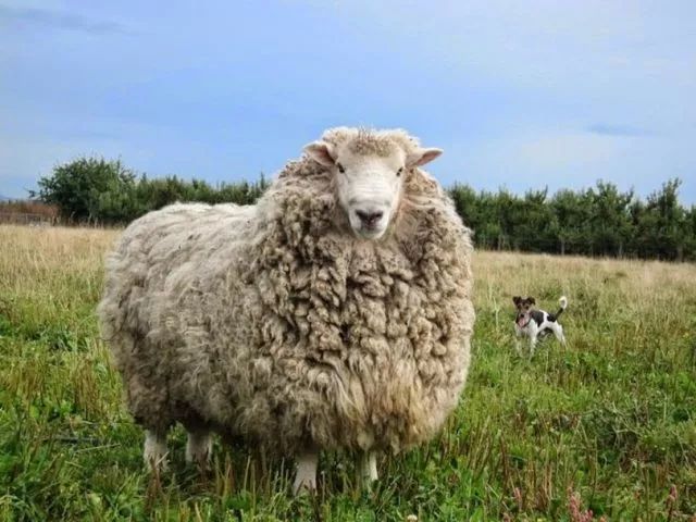 Merino Wool 2