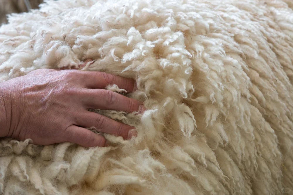 Merino Wool 5