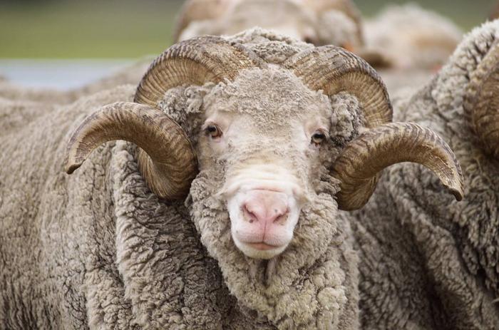 Merino wool 1