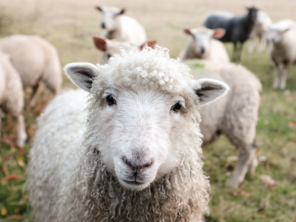 virgin wool 2
